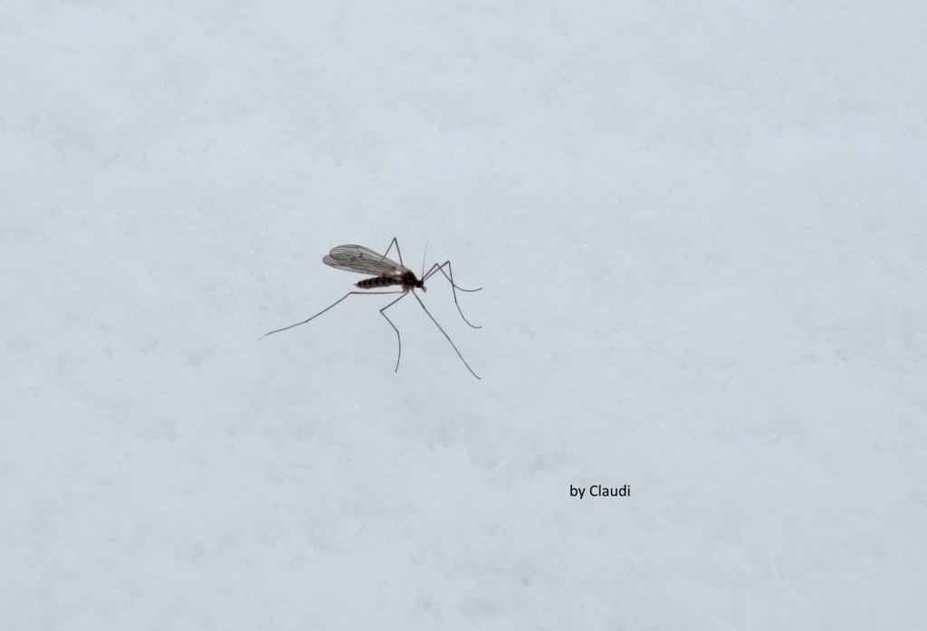 04.02.2014 Überall Schnee, aber diese Mücke saß da und trotzte dem Wetter. Wie auch immer sie im Frost überleben, ist uns auch egal, sie hielt still und ließ sich ablichten. Dies hier ist mit der Canon IXUS 240 HS gemacht worden, Belichtungszeit 1/100 Sekunden, ISO 125, Brennweite 12 mm.