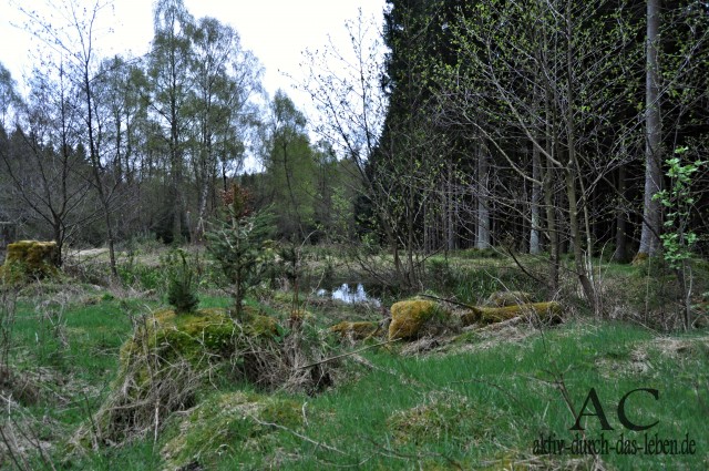 Die Vermoorung der Wälder soll vorangetrieben werden im neuen Nationalpark Hunsrück-Hochwald