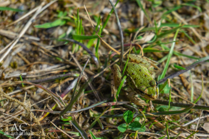 schmidtenhoehe frosch