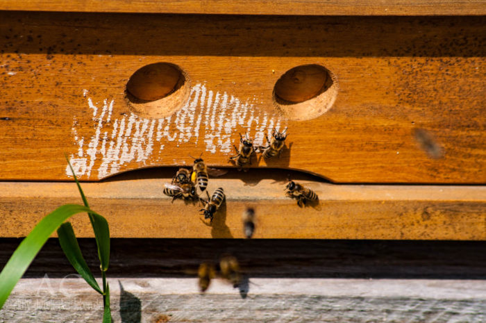 mannebach energie und naturpfad bienenstock