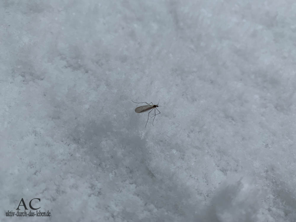 Mücke im Schnee