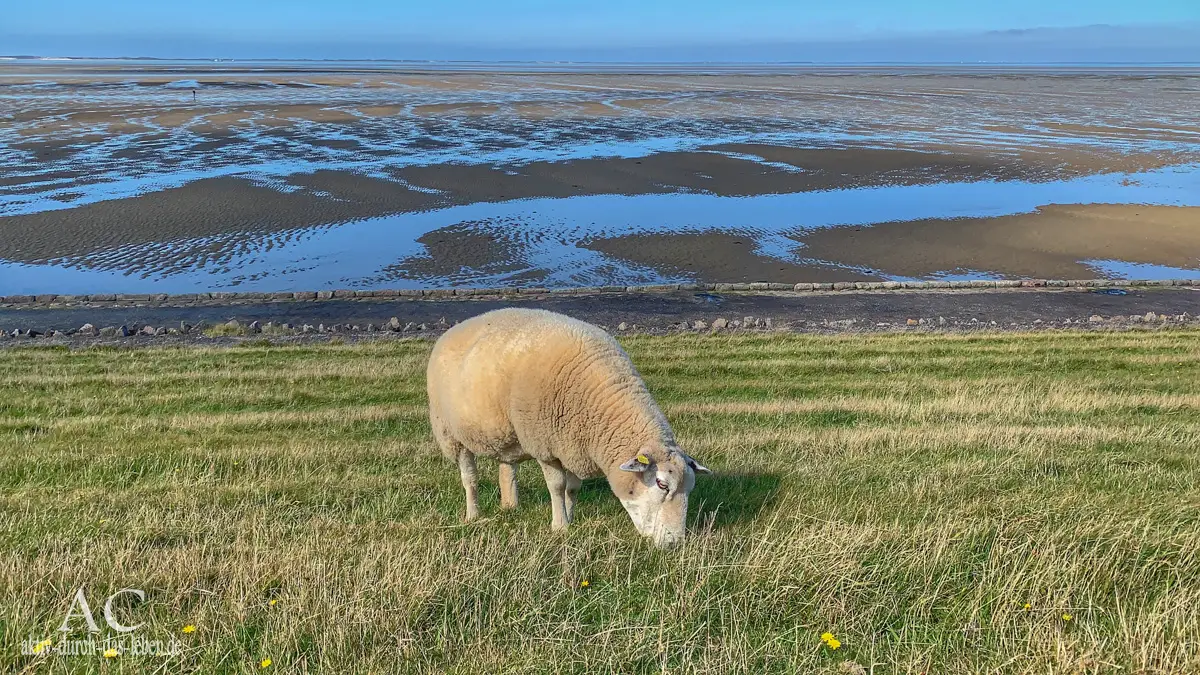 Marsch zum Meer Föhr 2019 Schaf
