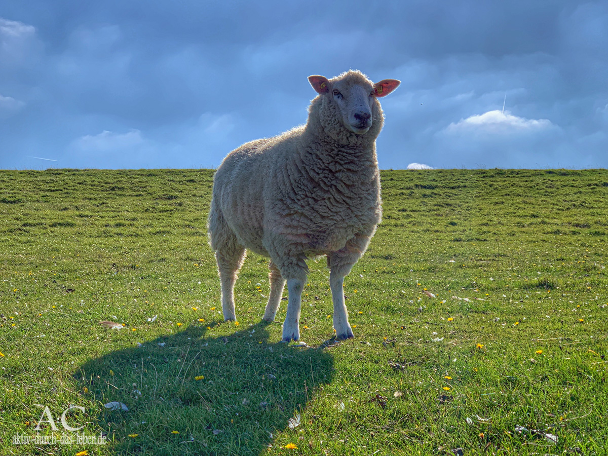 Marsch zum Meer Föhr 2019 Schaf