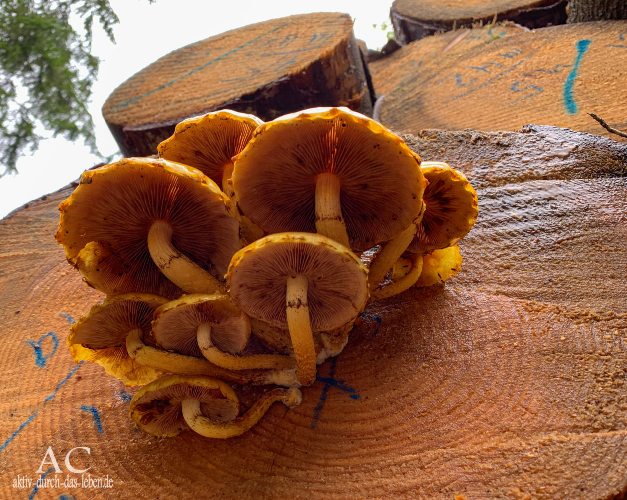 Hausbachklamm Wandertrilogie Pilze am Baum