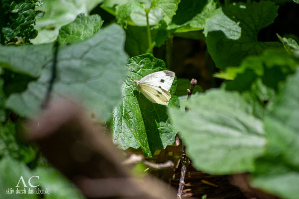 Weißer Schmetterling - Kleiner Kohlweißling