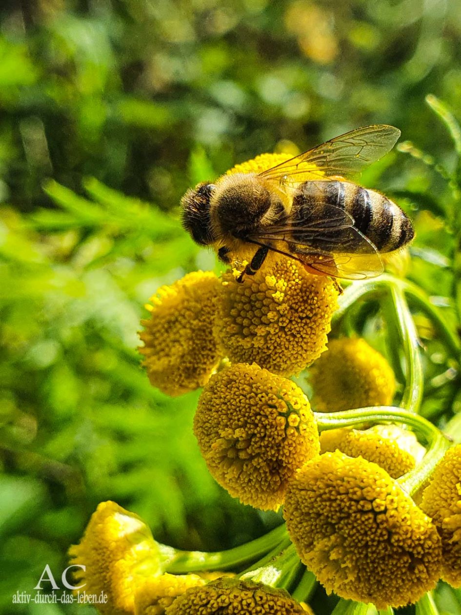 Fischbacher Kupferspuren Biene