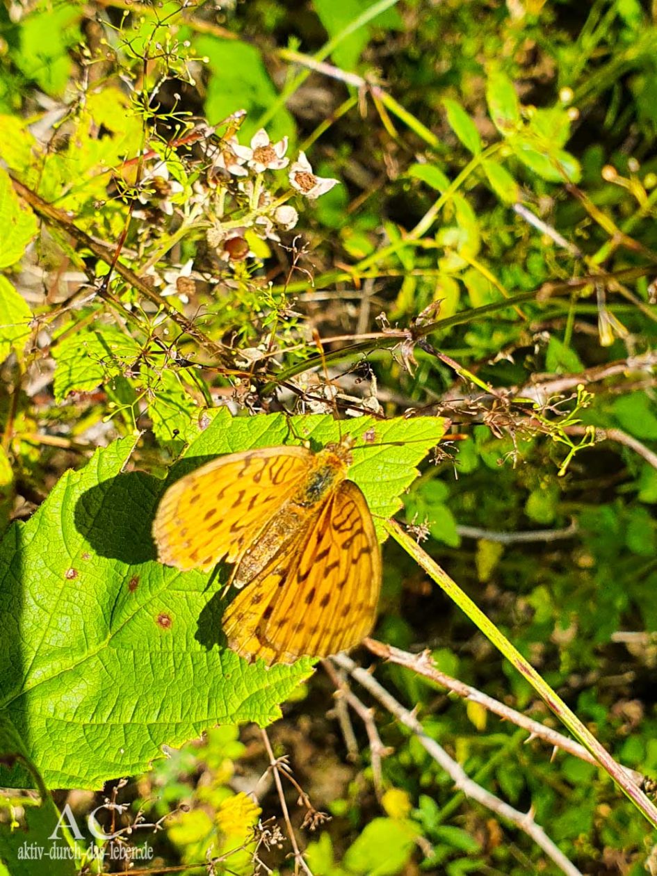 Fischbacher Kupferspuren Schmetterling
