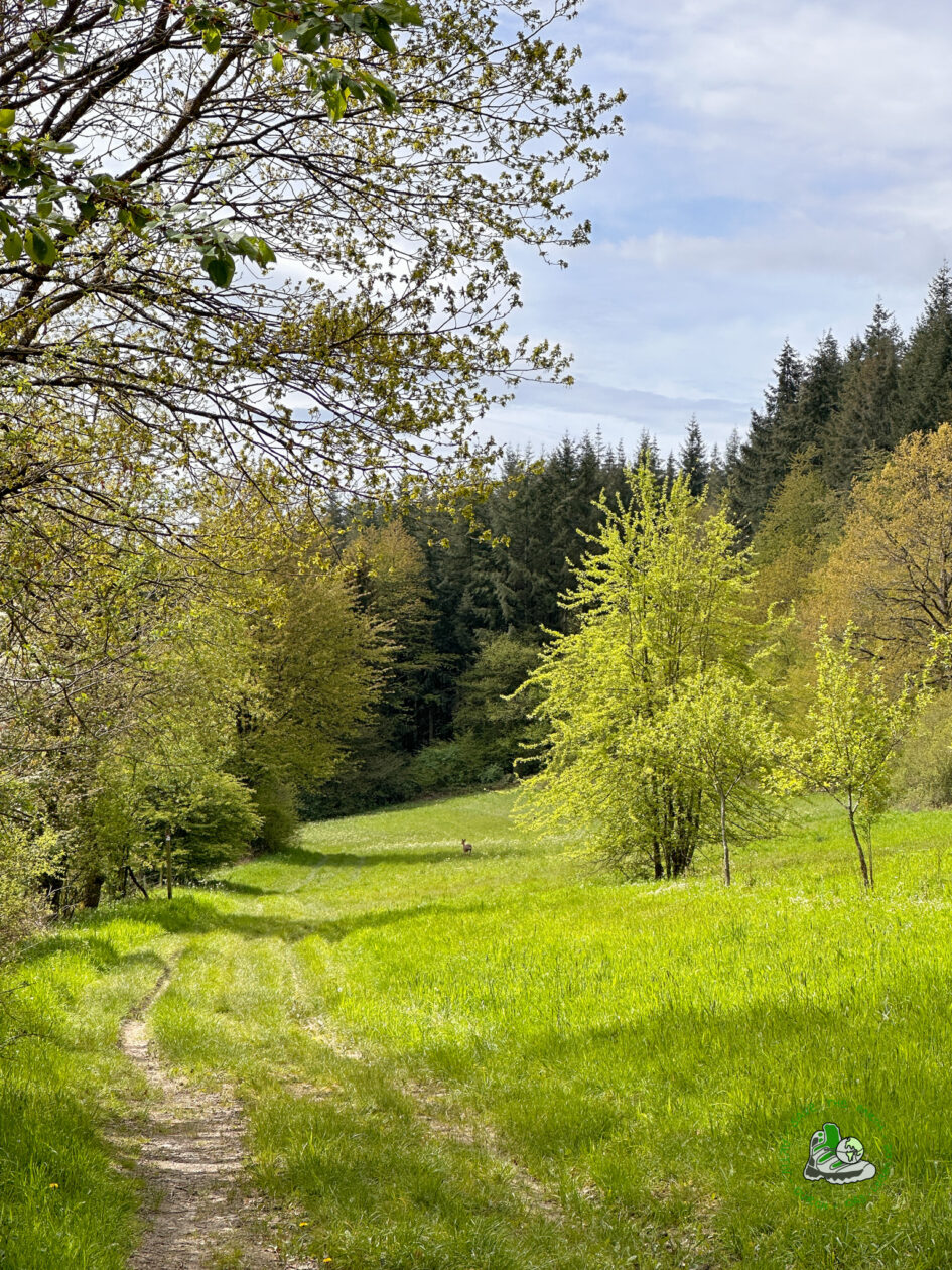 Wiesenweg mit Reh auf der Traumschleife Arten Reich 