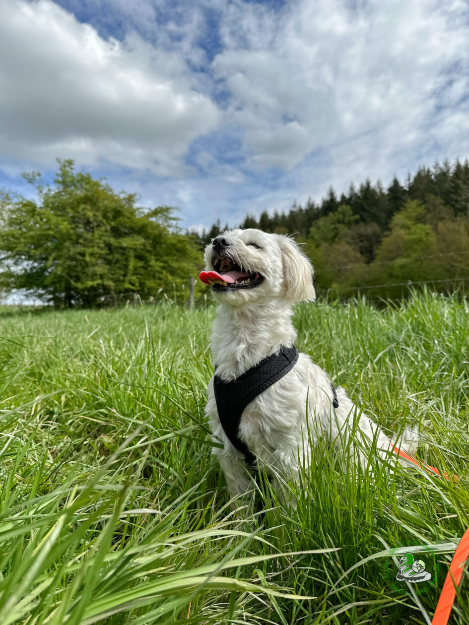 Gismo auf der Traumschleife Arten Reich 