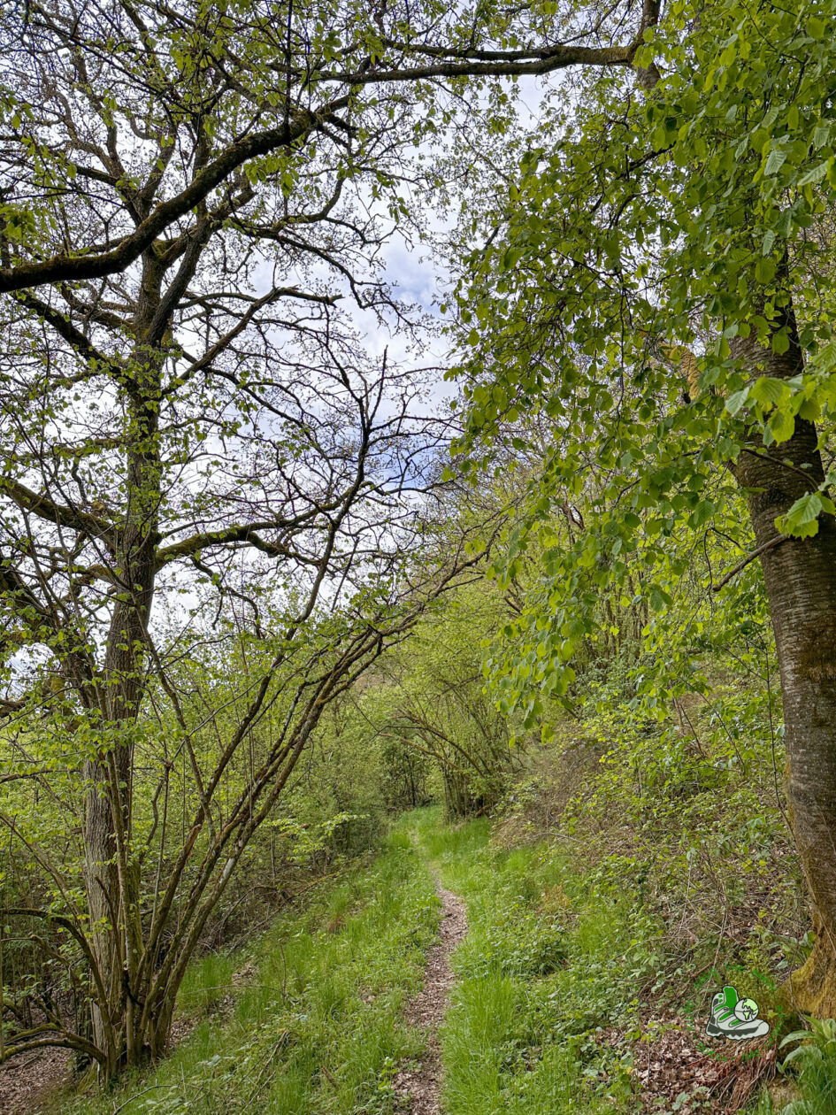 Wald Traumschleife Arten Reich 