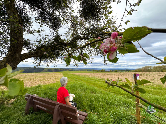 Traumschleife Arten Reich