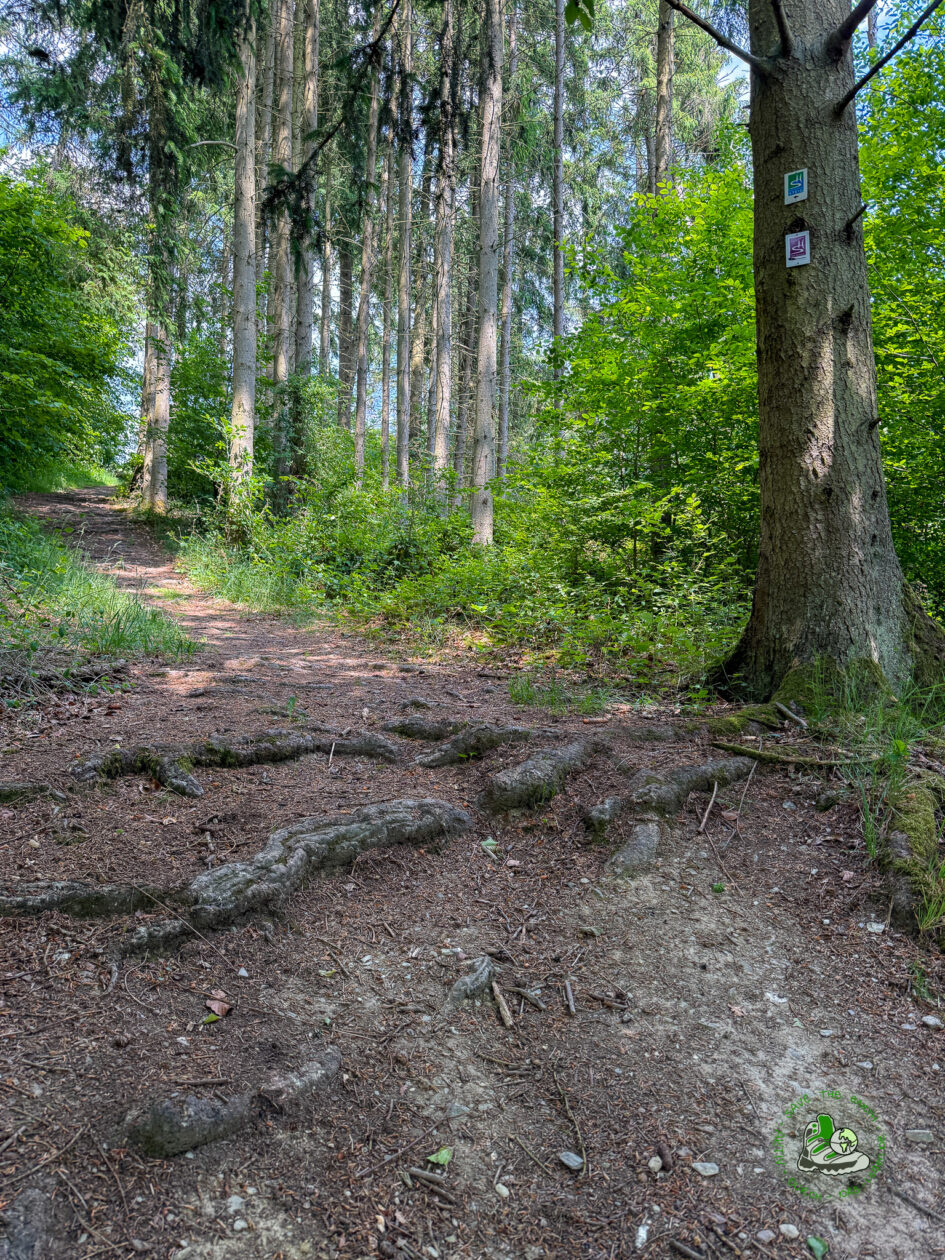 Aufstieg zum Kappleifelsen Saar-Hunsrück-Steig